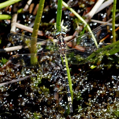 Synthemis eustalacta