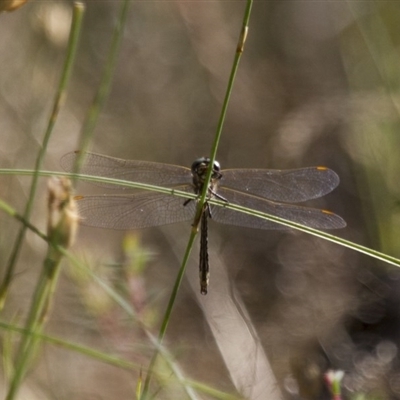 SYNTHEMISTIDAE (family)