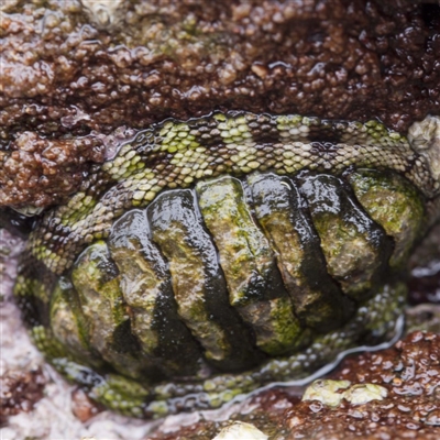 Sypharochiton pelliserpentis