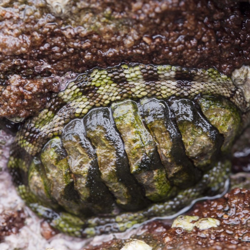 Sypharochiton pelliserpentis