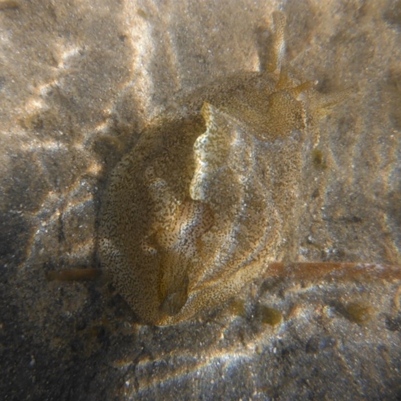 Syphonota geographica