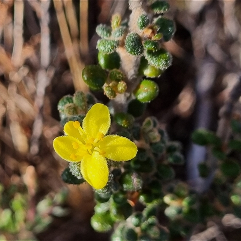 Asterolasia trymalioides