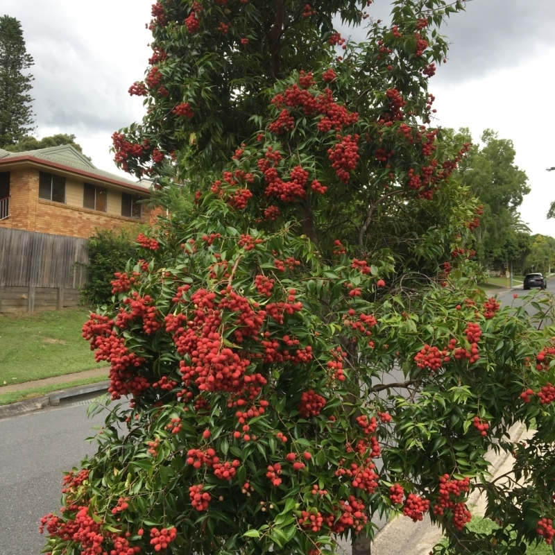 Syzygium luehmannii