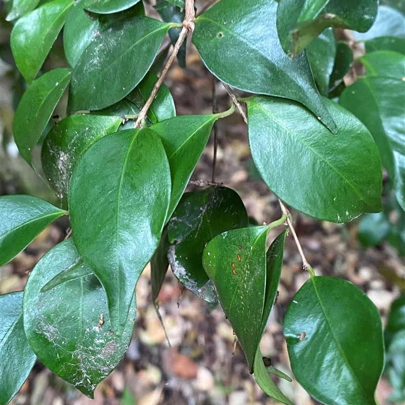 Syzygium luehmannii