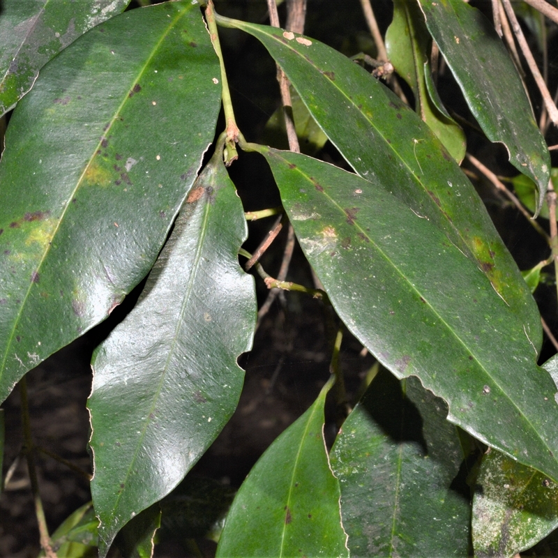 Syzygium paniculatum