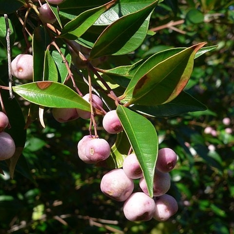 Syzygium smithii