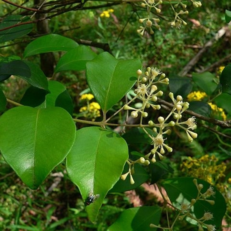 Syzygium smithii