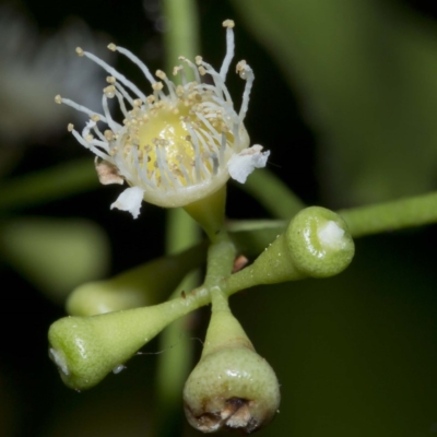 Syzygium smithii