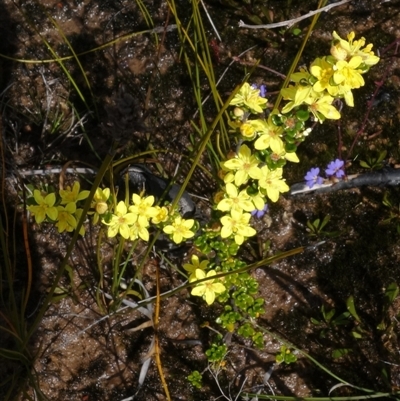 Asterolasia trymalioides subsp. areniticola