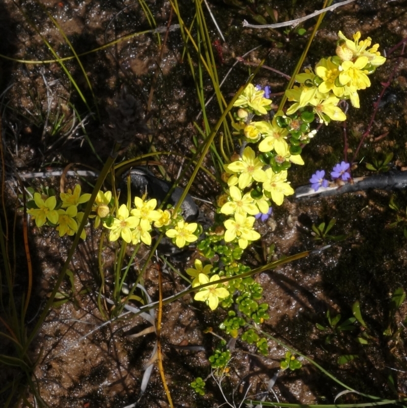 Asterolasia trymalioides subsp. areniticola