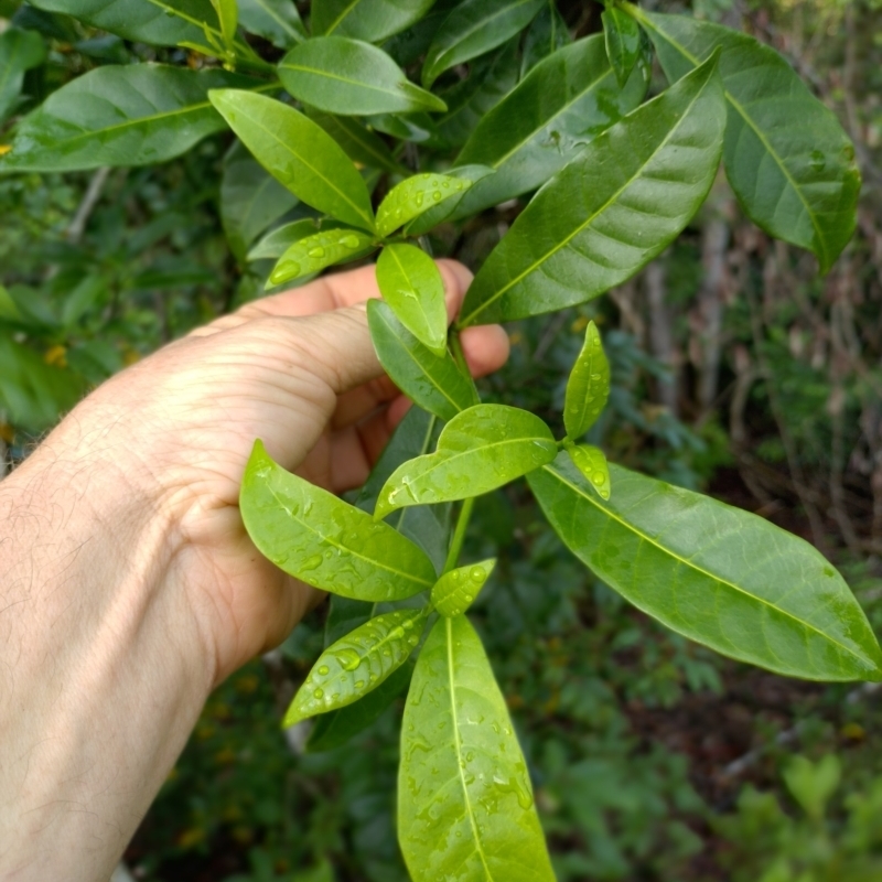 Tabernaemontana pandacaqui