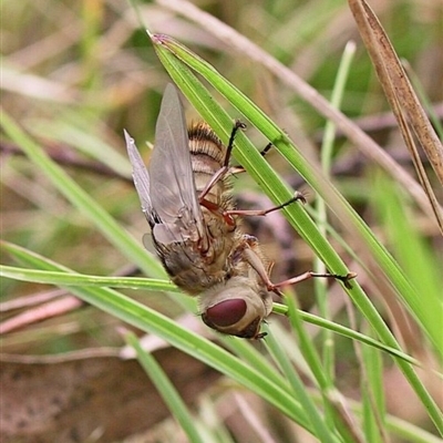 Tachinidae (family)