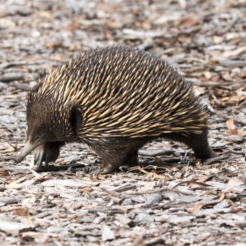 Tachyglossus aculeatus