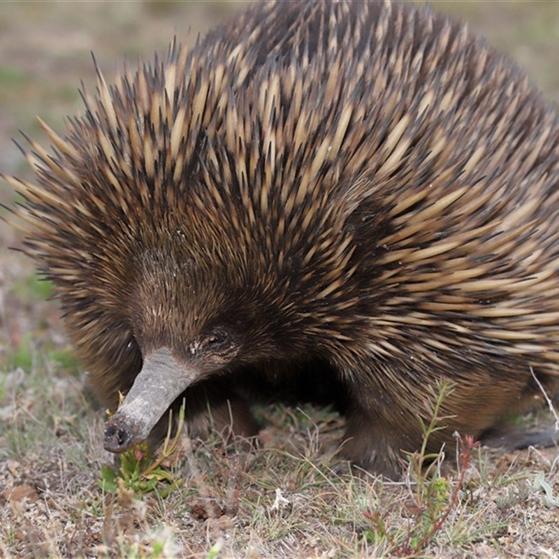 Tachyglossus aculeatus