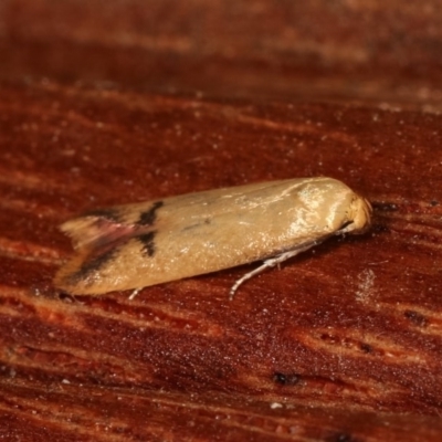 Tachystola hemisema