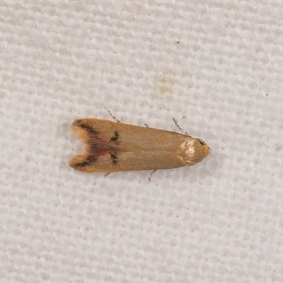 Tachystola hemisema