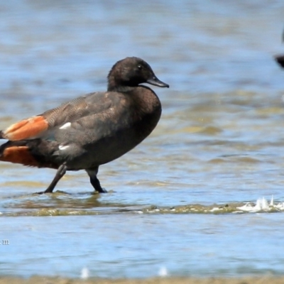 Paradise Shelduck - Lake Wollumboola