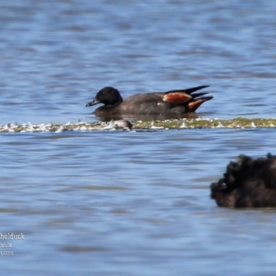 Paradise Shelduck - Lake Wollumboola