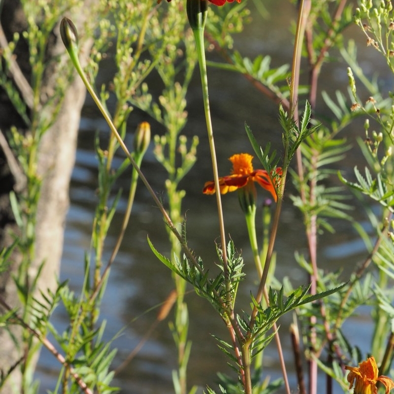 Tagetes erecta