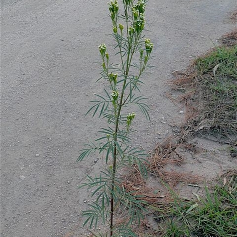 Tagetes minuta