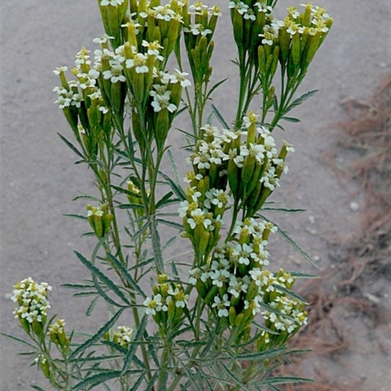 Tagetes minuta