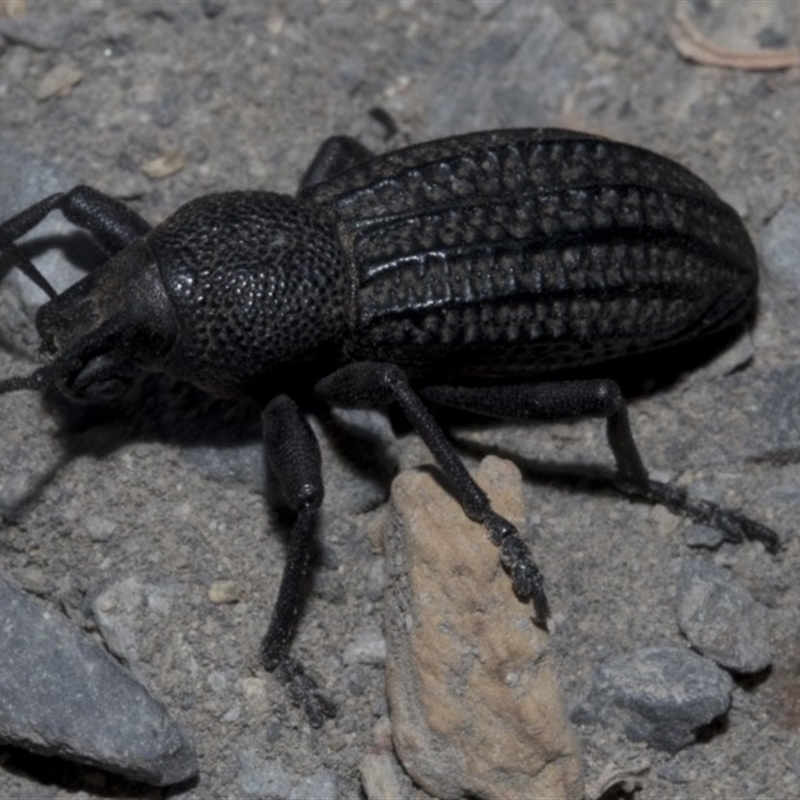 Talaurinus kirbii