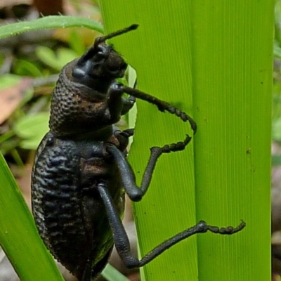 Talaurinus kirbii