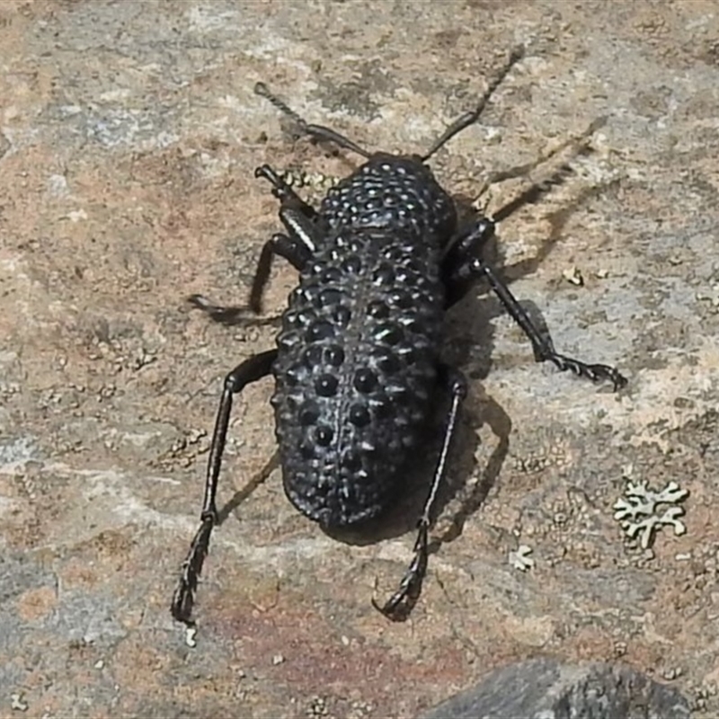 Talaurinus typicus