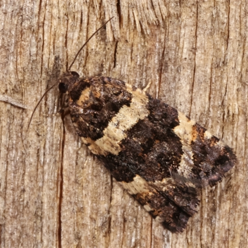 Asthenoptycha sphaltica and nearby species