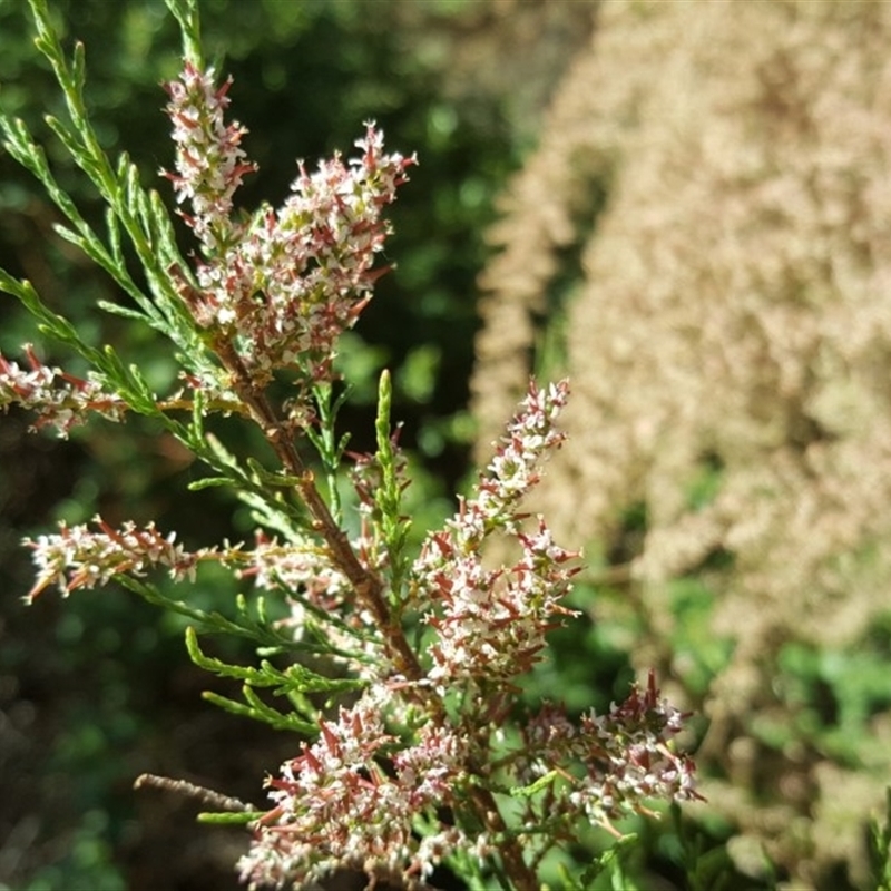 Tamarix ramosissima