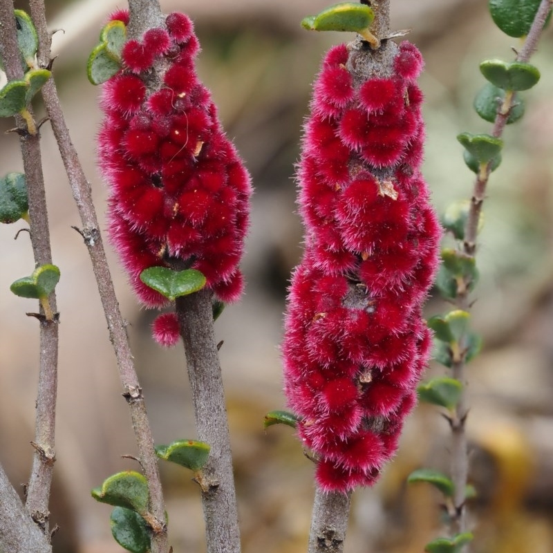 Tanaostigmodes sp. (genus) (Undescribed)