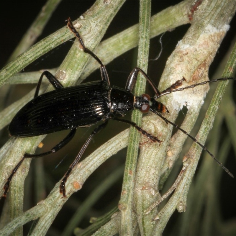 Tanychilus striatus