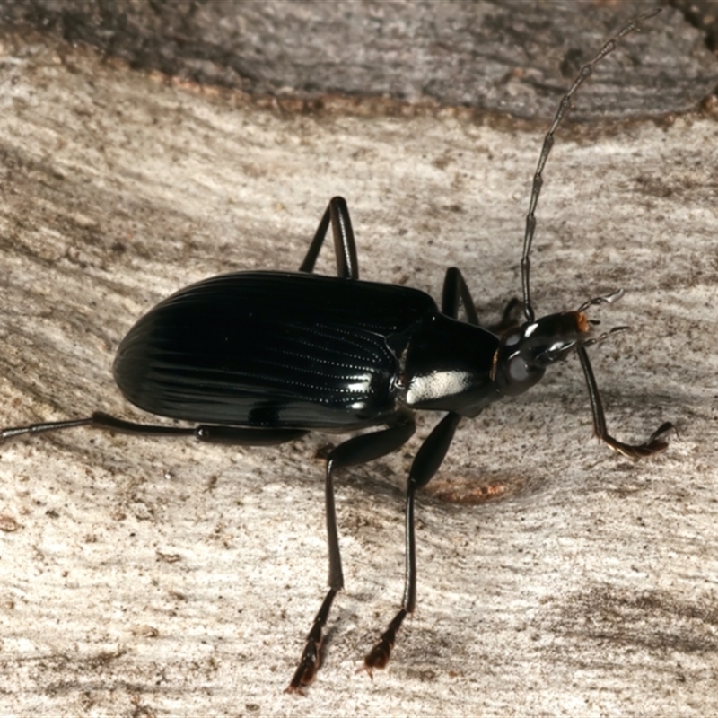 Tanychilus striatus