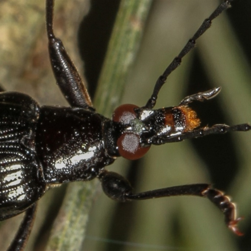 Tanychilus striatus