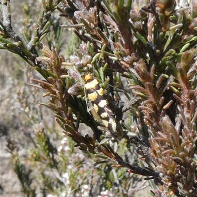 Tanyzancla argutella