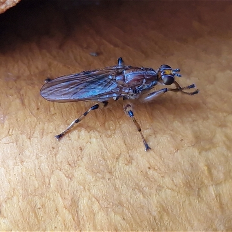 Tapeigaster annulipes