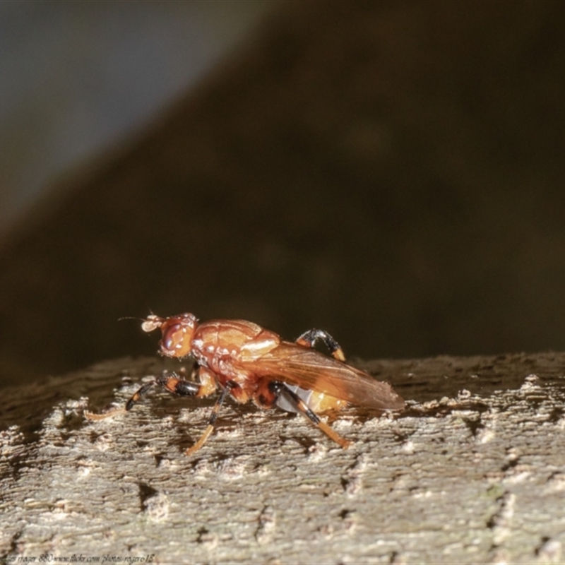 Tapeigaster argyrospila