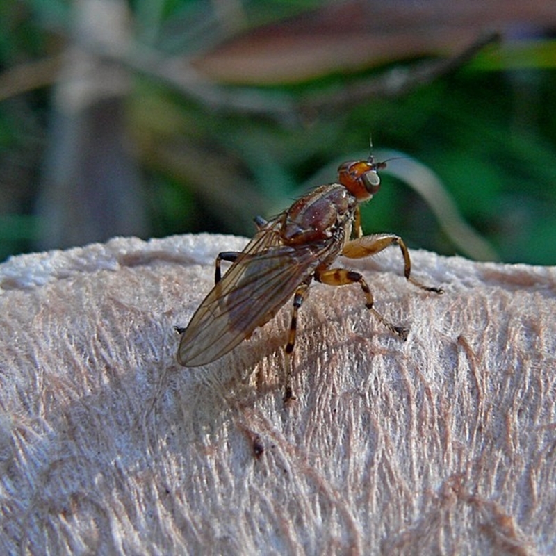 Tapeigaster luteipennis