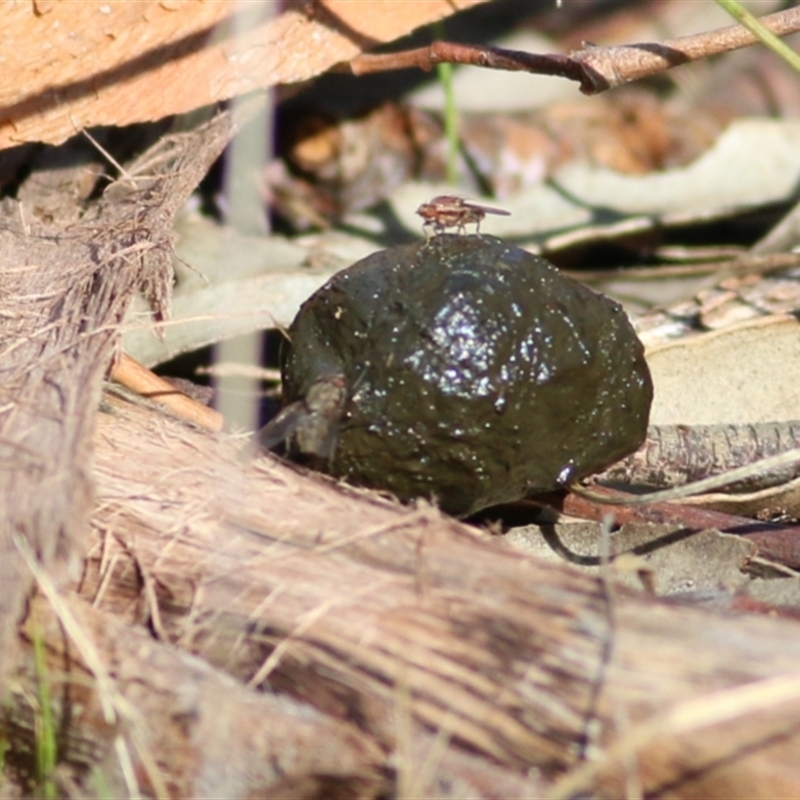 Tapeigaster sp. (genus)