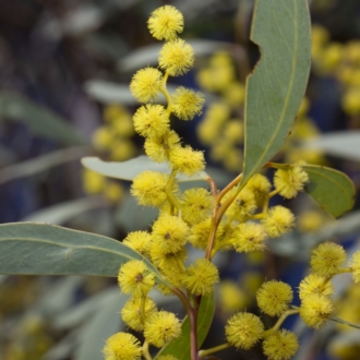 Acacia obliquinervia