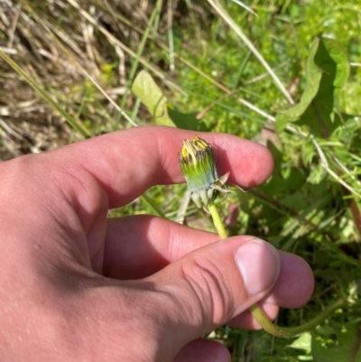 Taraxacum aristum