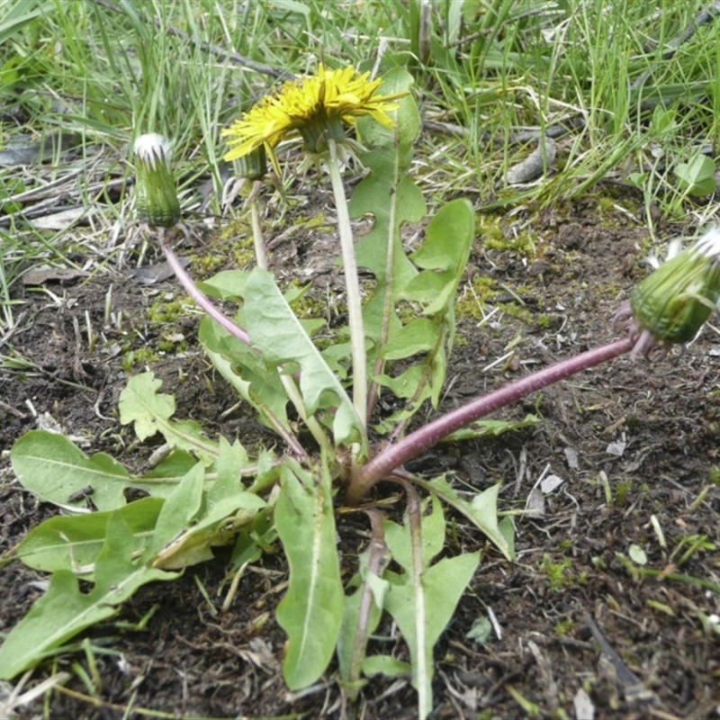 Taraxacum sect. Taraxacum