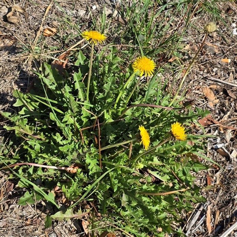 Taraxacum sect. Taraxacum