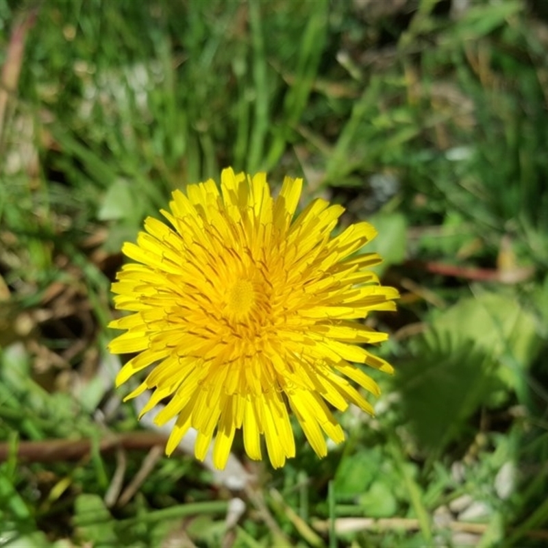 Taraxacum sp.