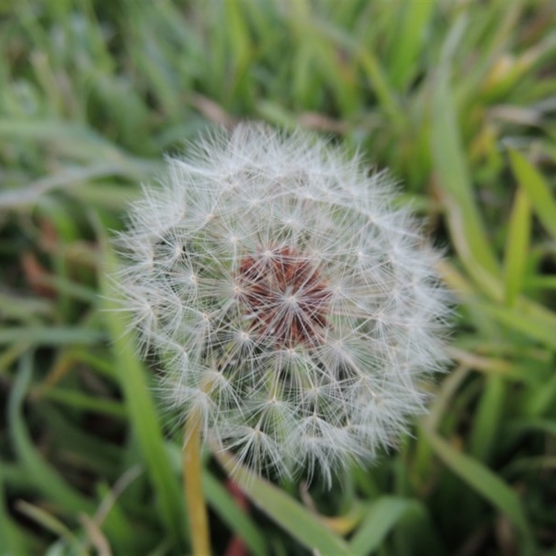 Taraxacum sp.