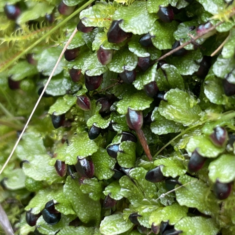 Targionia lorbeeriana