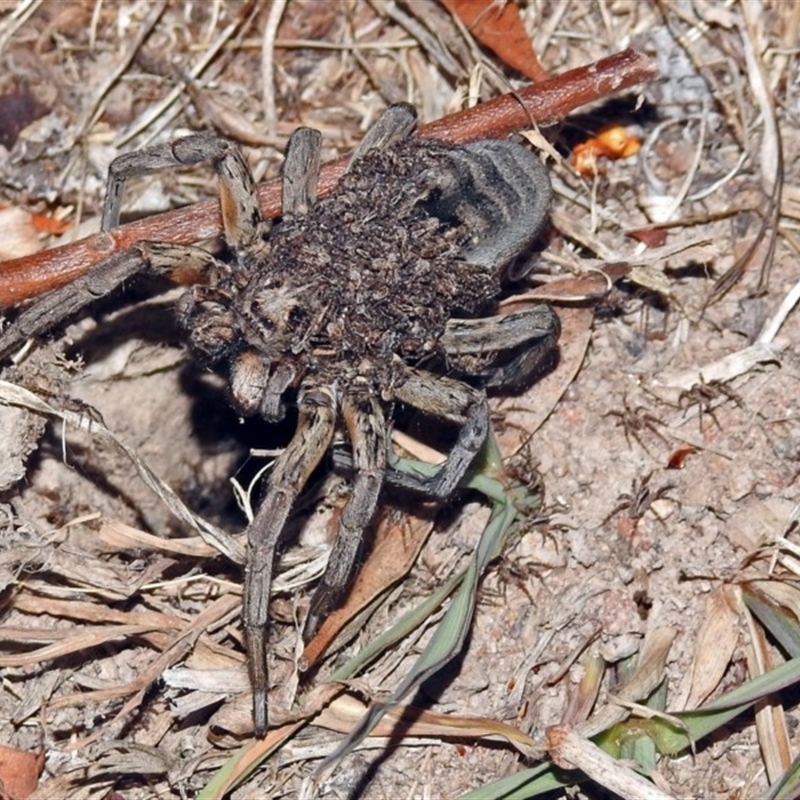 FEMALE WITH YOUNG