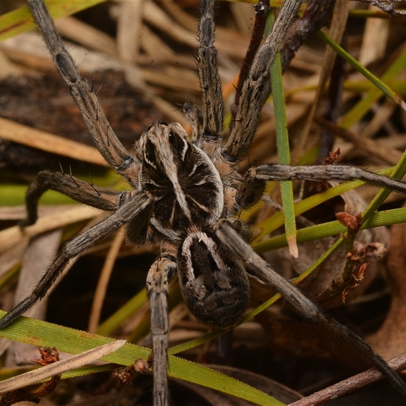 Tasmanicosa sp. (genus)