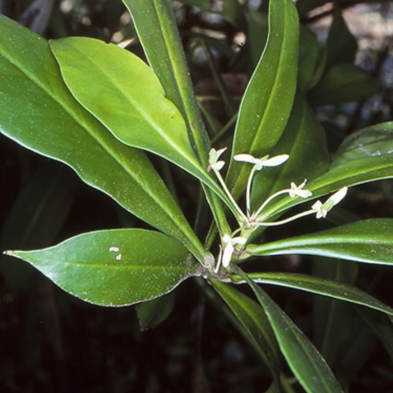 Tasmannia insipida