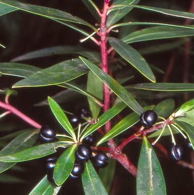 Tasmannia lanceolata